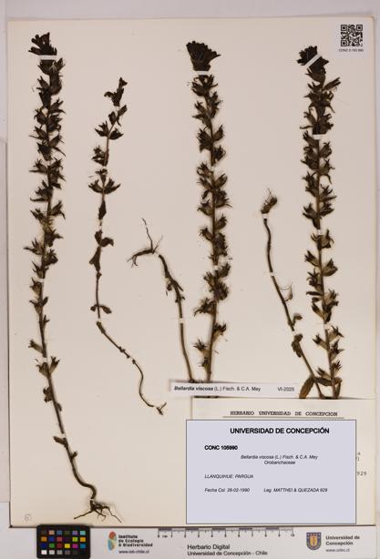 Bellardia viscosa [Espécimen: UDEC:CONC:0105990]