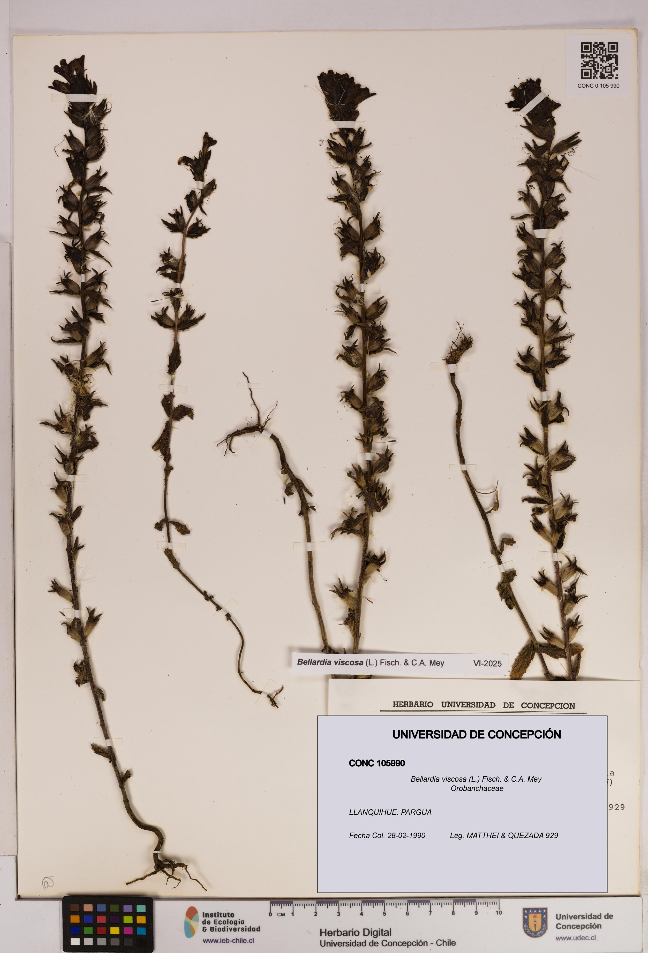 Bellardia viscosa [Espécimen: UDEC:CONC:0105990]