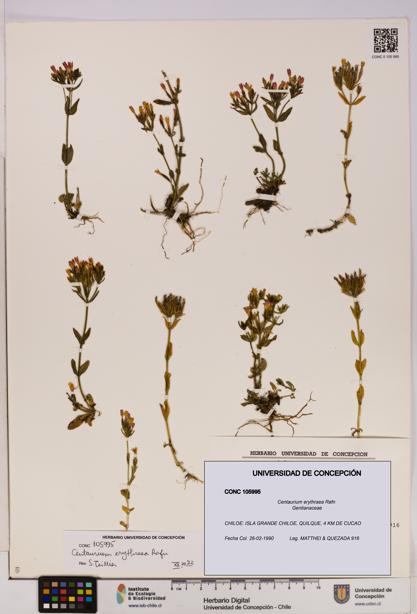 Centaurium erythraea [Espécimen: UDEC:CONC:0105995]