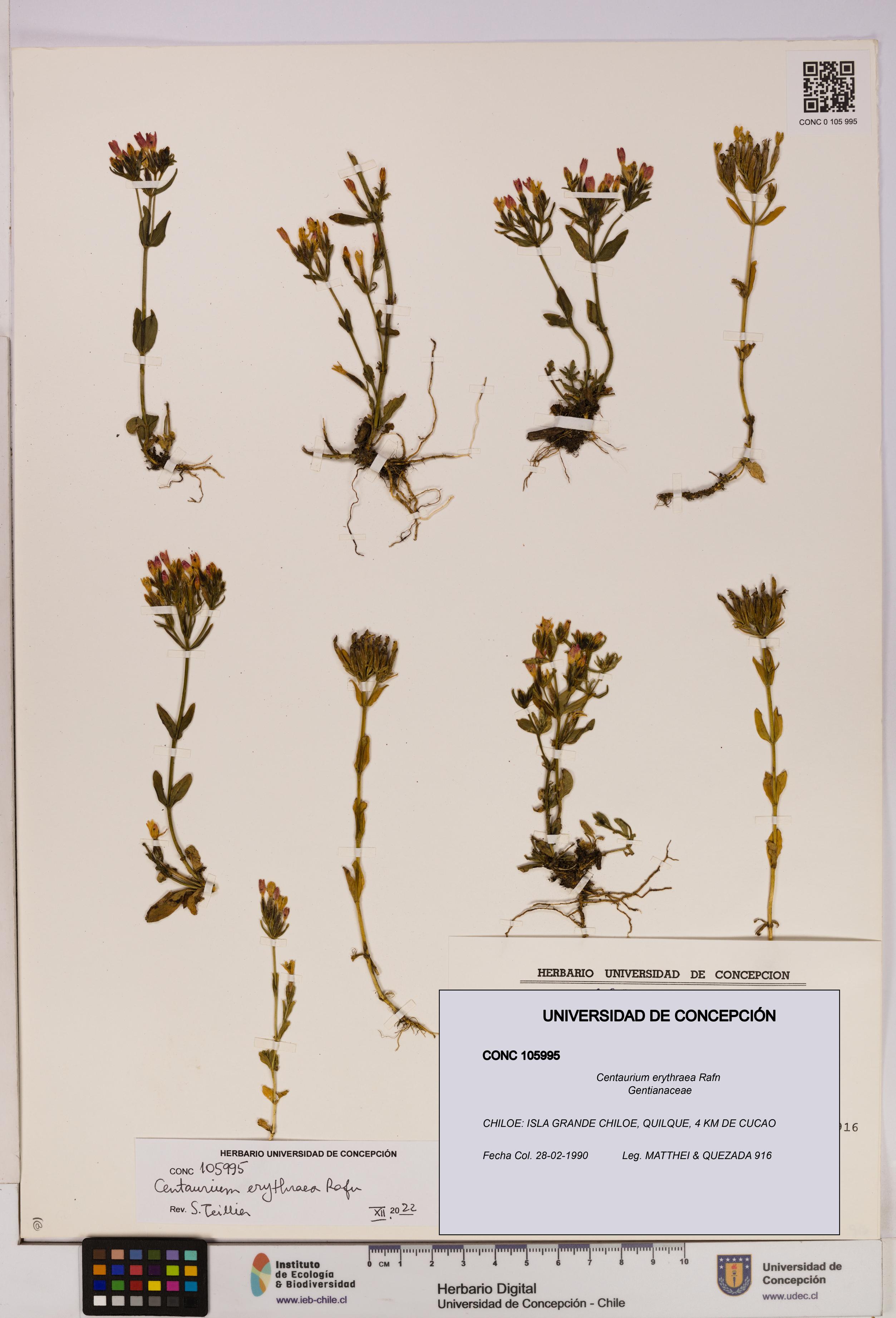 Centaurium erythraea [Espécimen: UDEC:CONC:0105995]