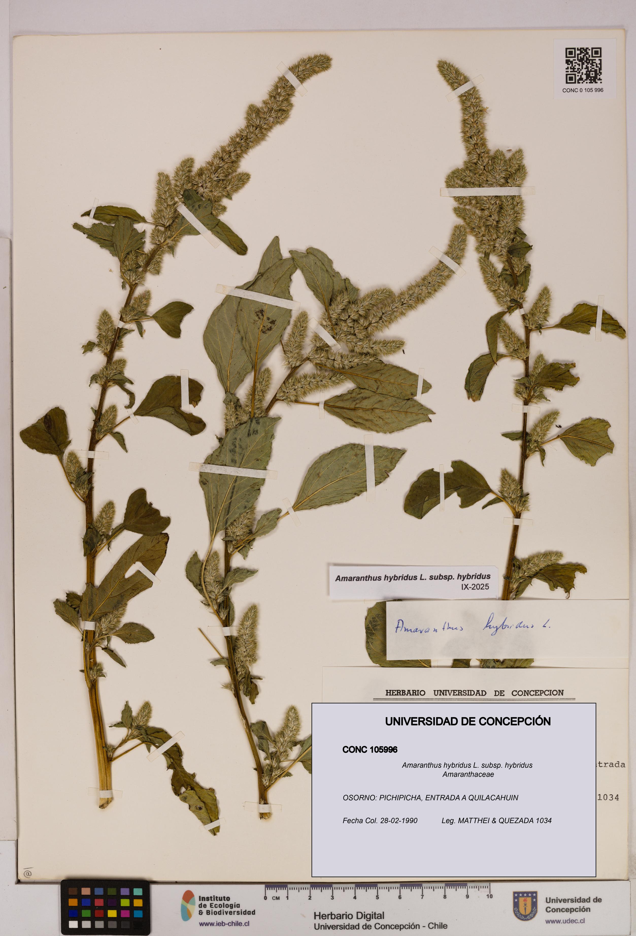 Amaranthus hybridus [Espécimen: UDEC:CONC:0105996]