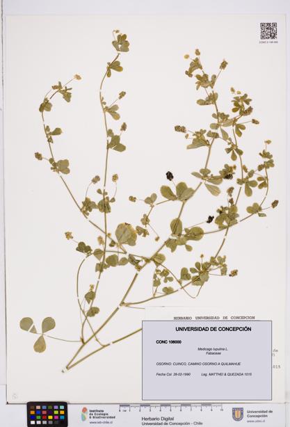 Medicago lupulina [Espécimen: ]