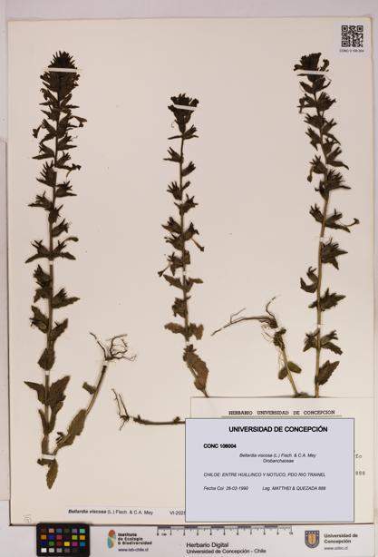 Bellardia viscosa [Espécimen: UDEC:CONC:0106004]