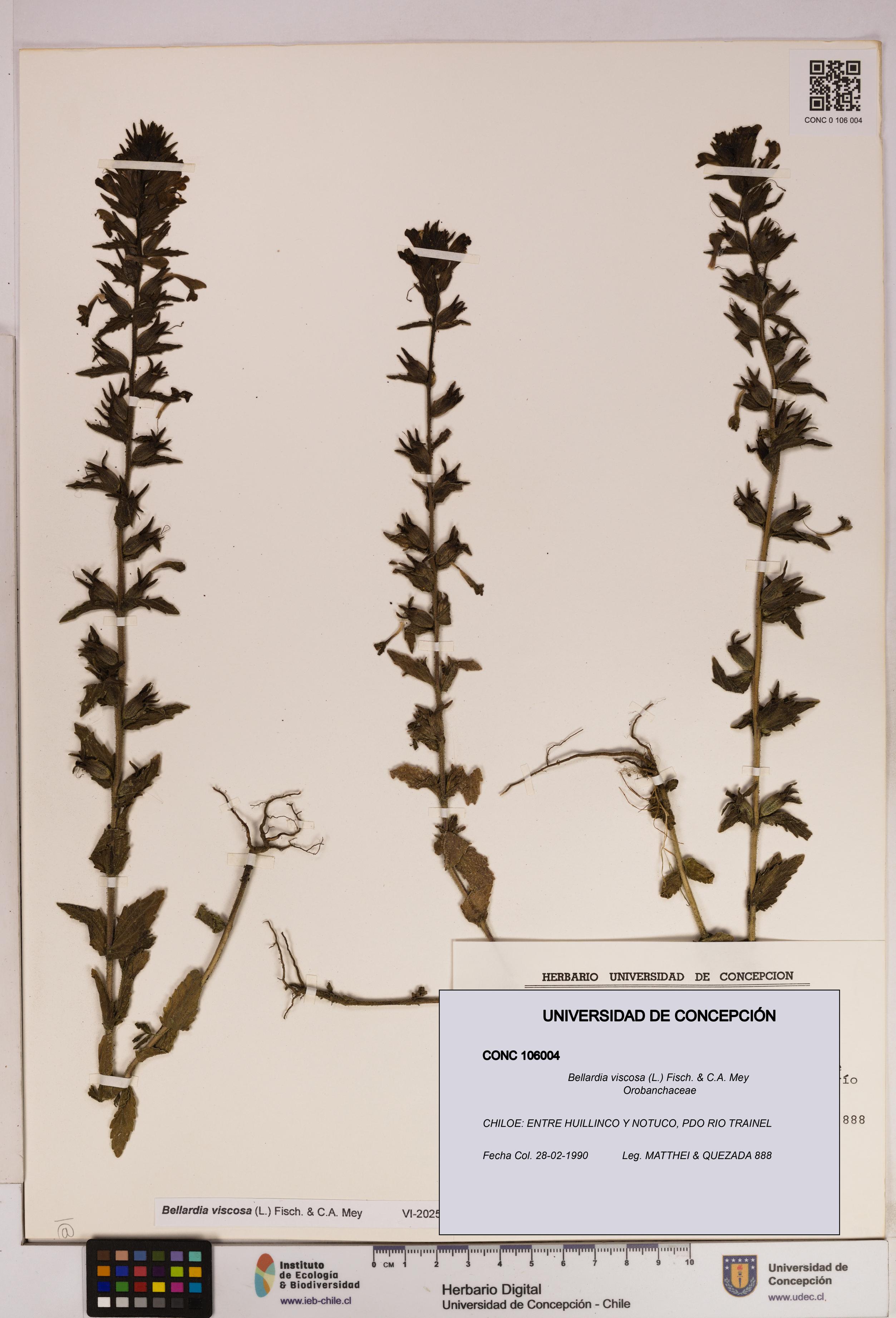 Bellardia viscosa [Espécimen: UDEC:CONC:0106004]