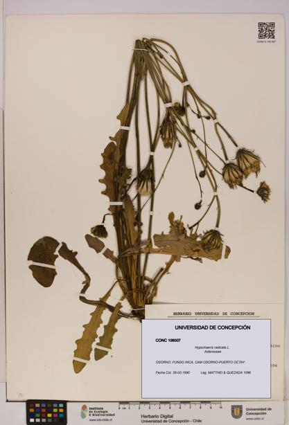 Hypochaeris radicata [Espécimen: UDEC:CONC:0106007]