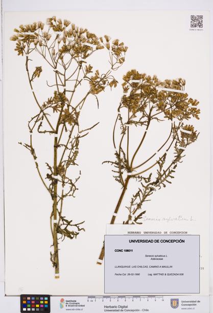 Senecio sylvaticus [Espécimen: ]