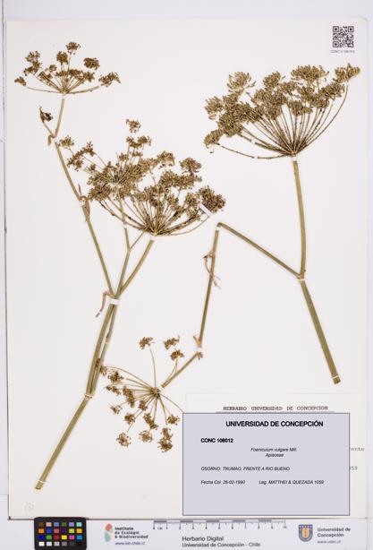 Foeniculum vulgare [Espécimen: ]