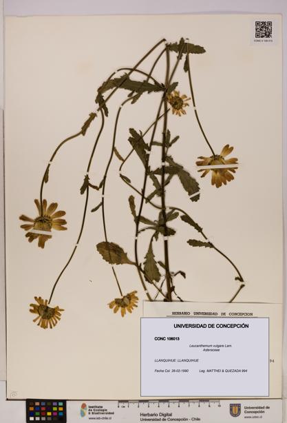 Leucanthemum vulgare [Espécimen: UDEC:CONC:0106013]