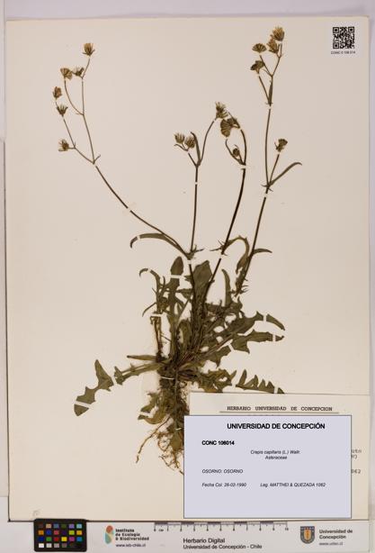 Crepis capillaris [Espécimen: UDEC:CONC:0106014]