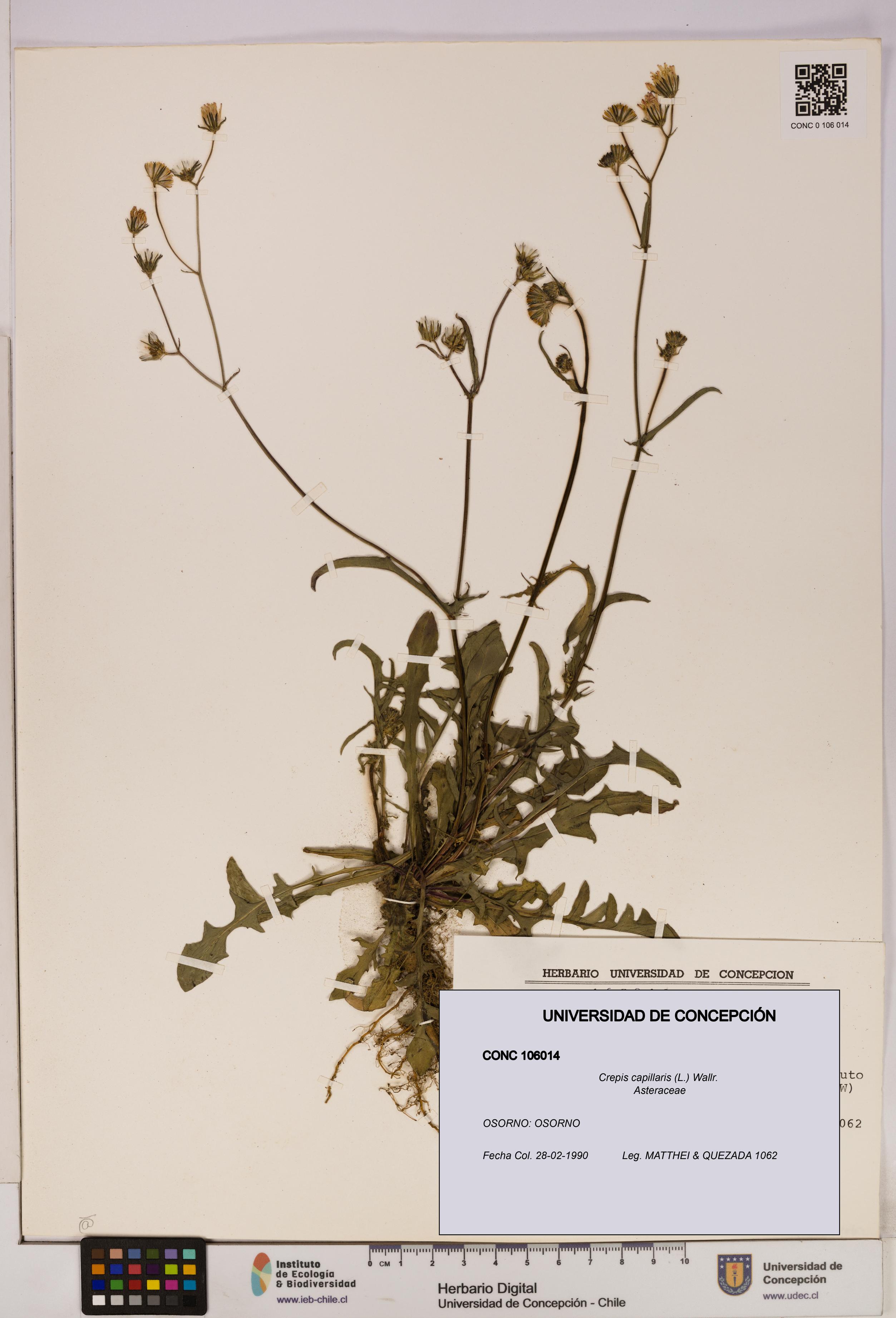 Crepis capillaris [Espécimen: UDEC:CONC:0106014]
