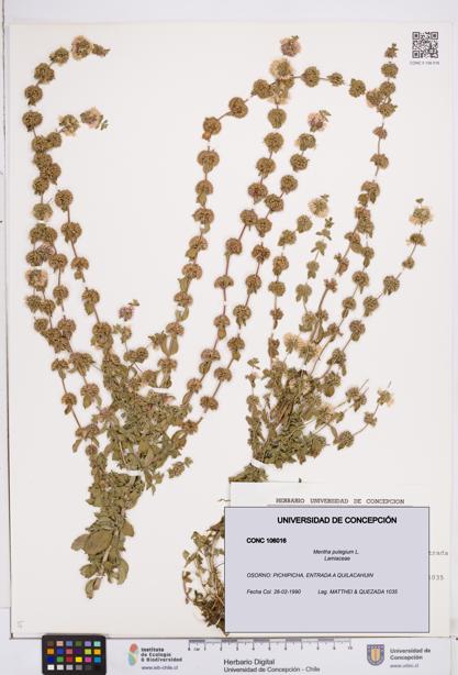 Mentha pulegium [Espécimen: ]