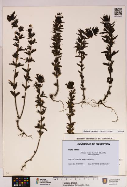 Bellardia viscosa [Espécimen: UDEC:CONC:0106027]