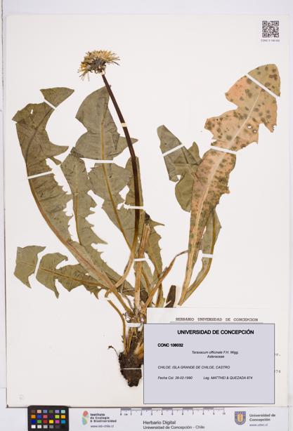 Taraxacum officinale [Espécimen: ]