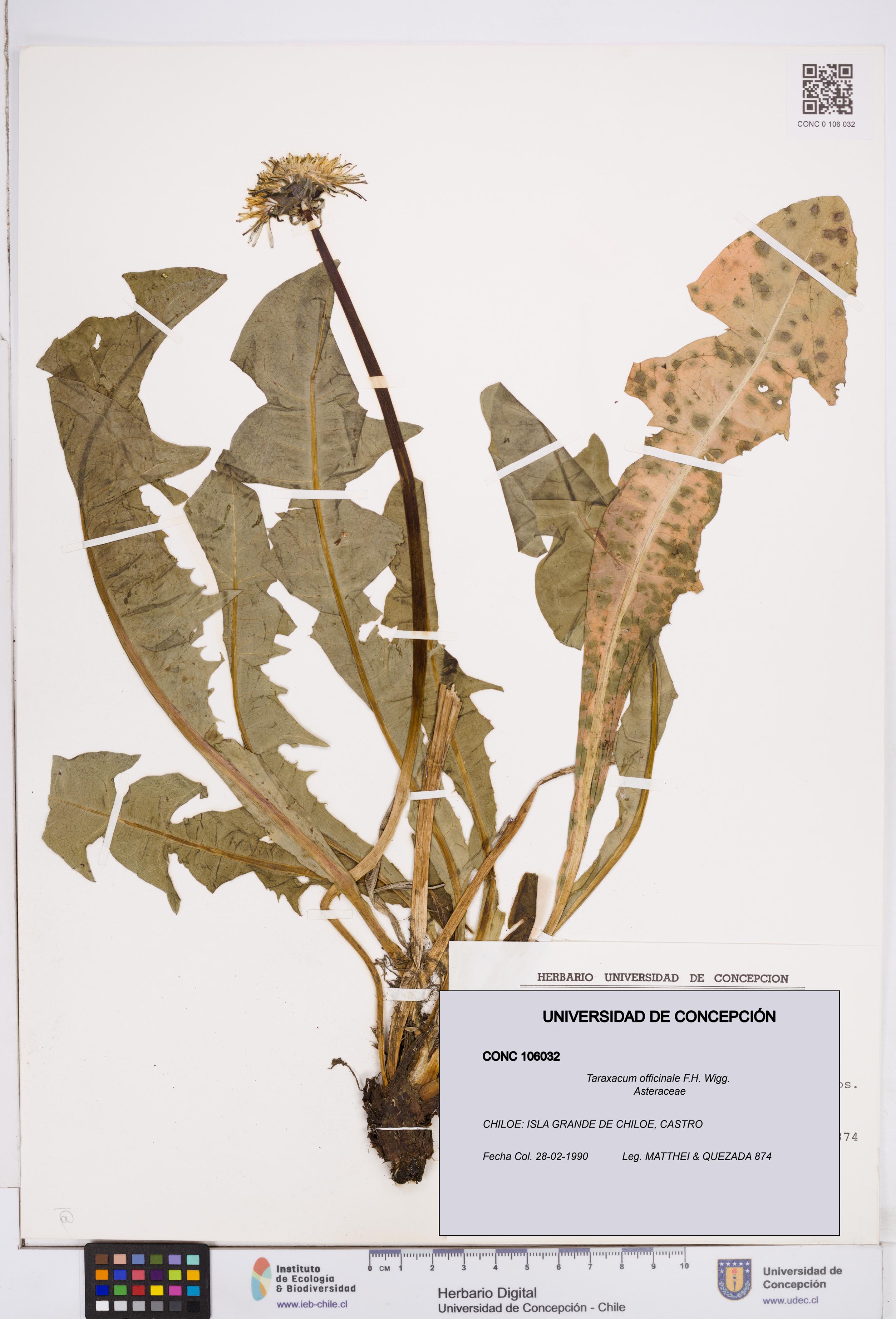Taraxacum officinale [Espécimen: ]