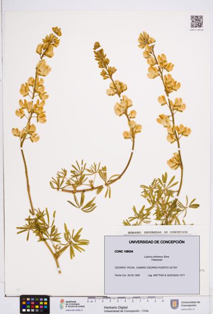 Lupinus arboreus [Espécimen: ]