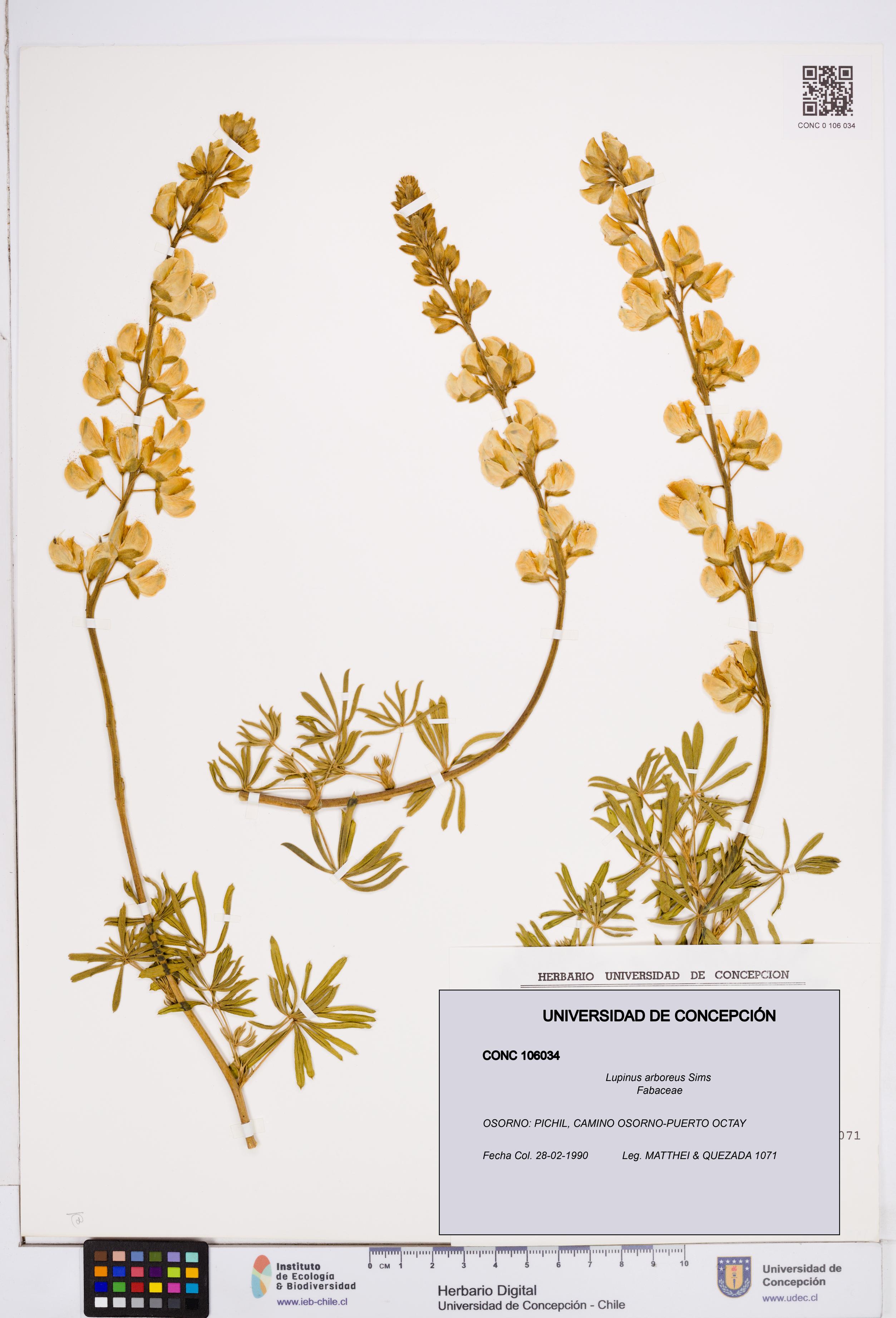 Lupinus arboreus [Espécimen: ]