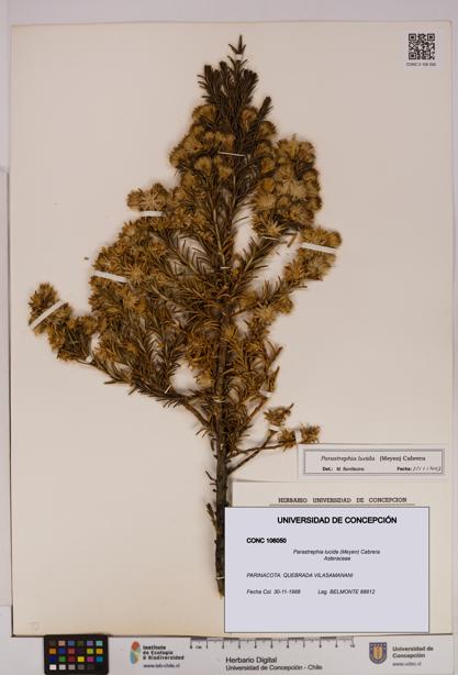 Parastrephia lucida [Espécimen: UDEC:CONC:0106050]