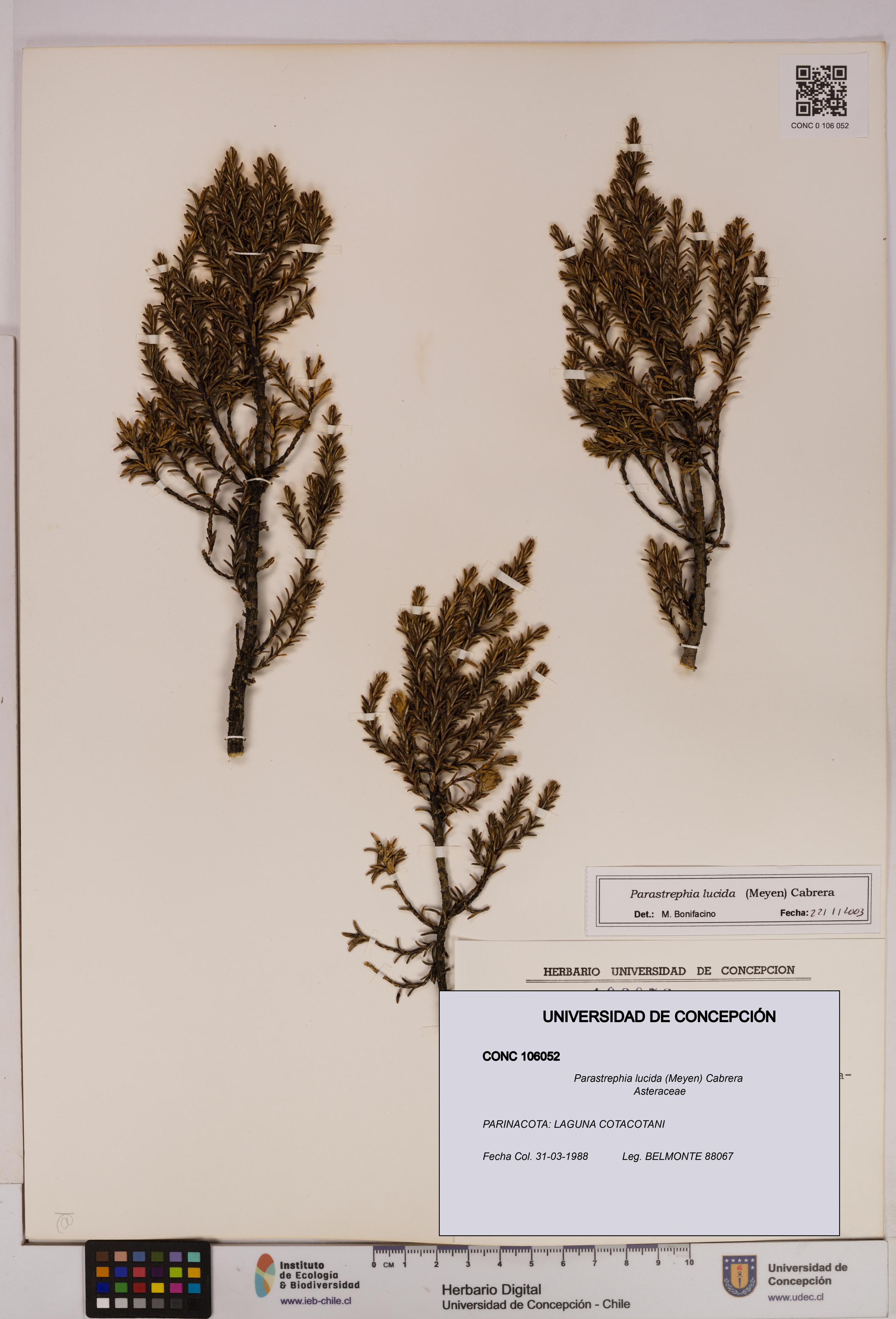 Parastrephia lucida [Espécimen: UDEC:CONC:0106052]