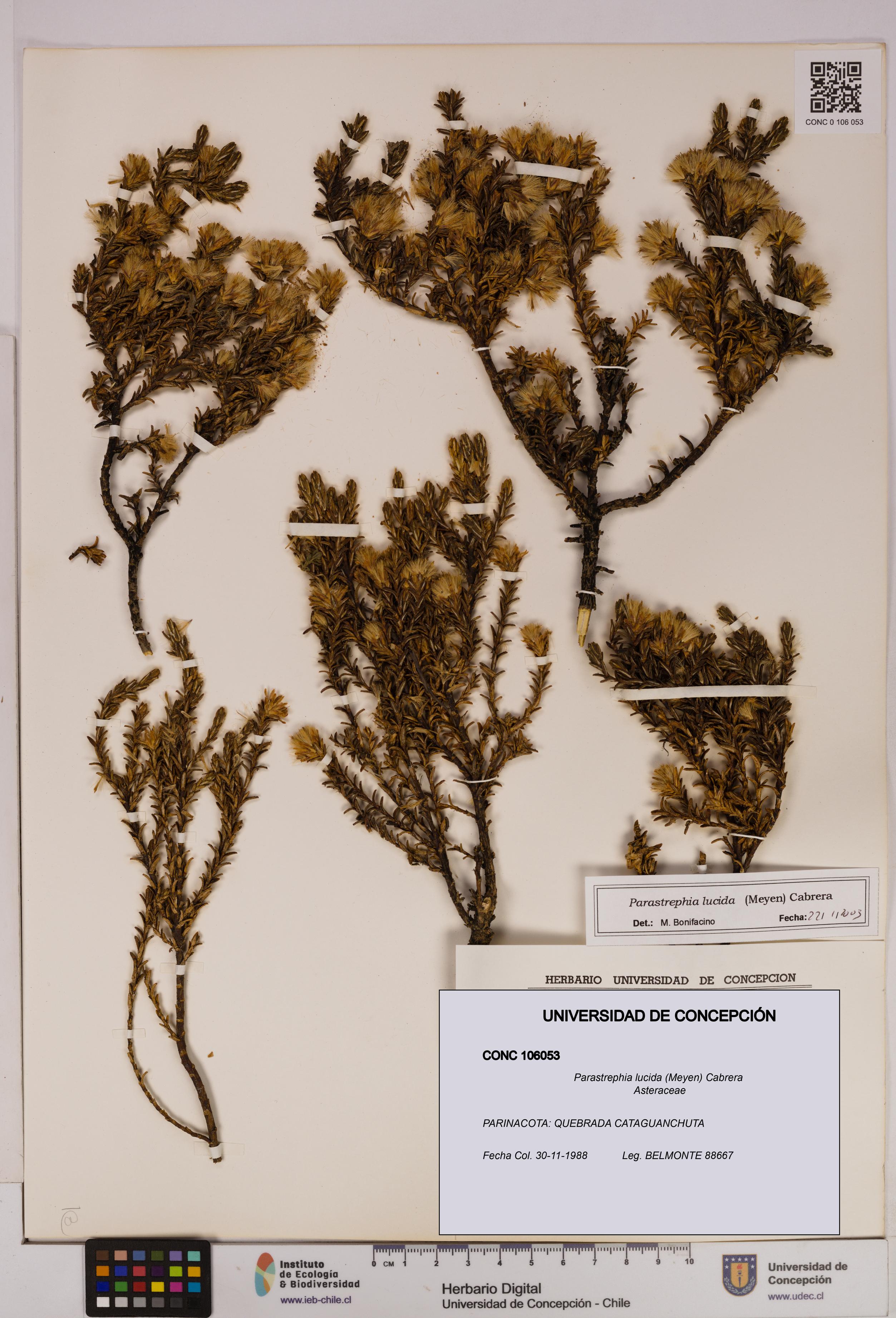 Parastrephia lucida [Espécimen: UDEC:CONC:0106053]