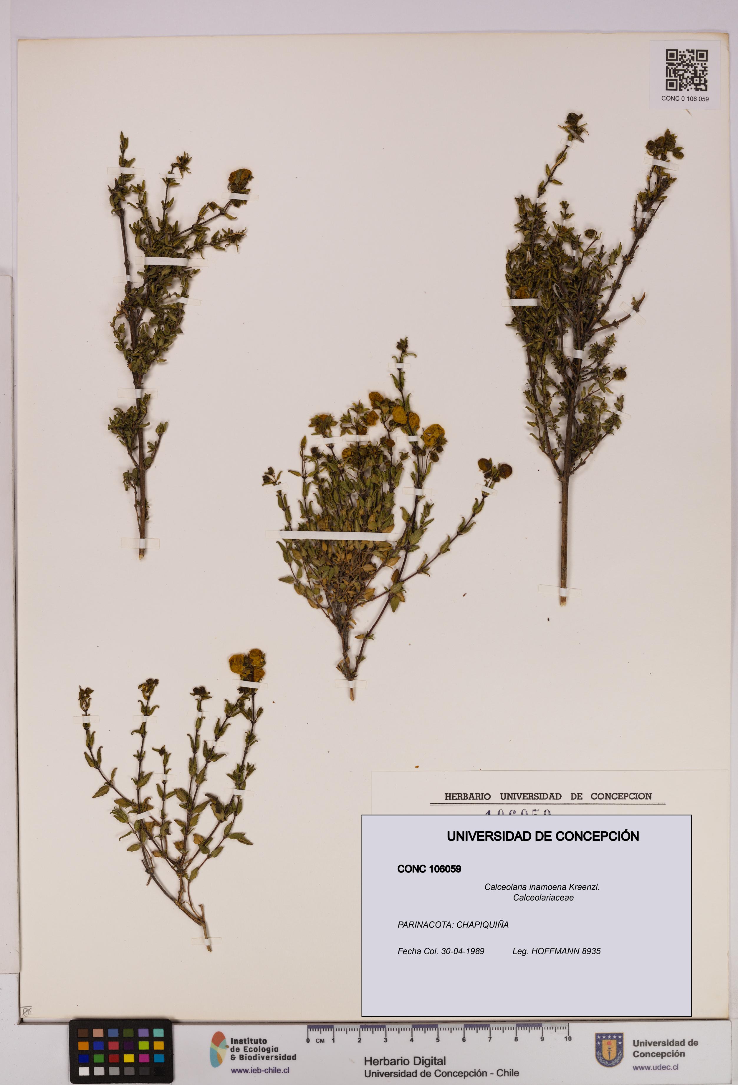 Calceolaria inamoena [Espécimen: UDEC:CONC:0106059]
