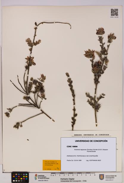 Krameria lappacea [Espécimen: UDEC:CONC:0106064]