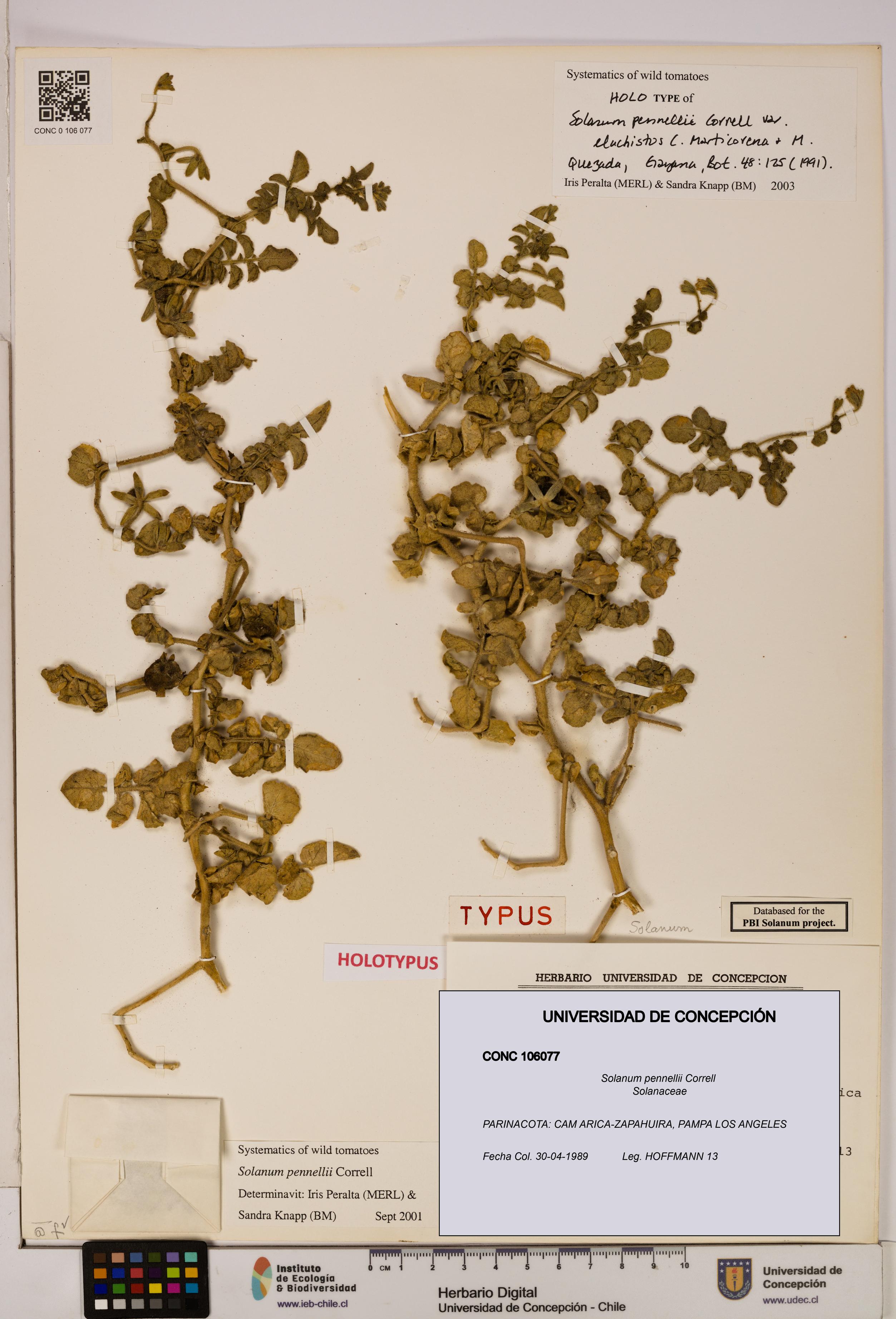 Solanum pennellii [Espécimen: UDEC:CONC:0106077]