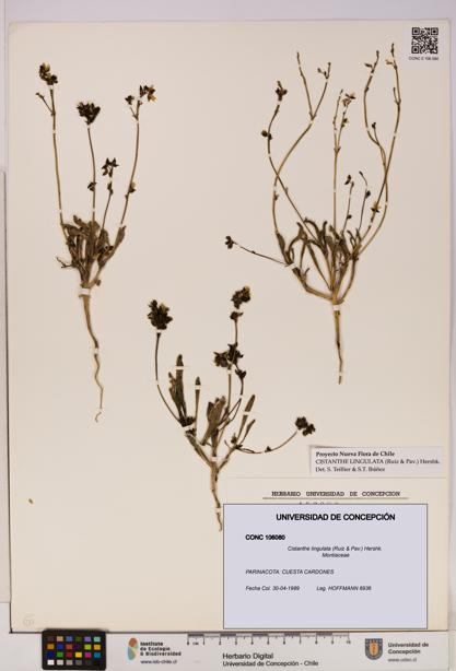 Cistanthe lingulata [Espécimen: UDEC:CONC:0106080]