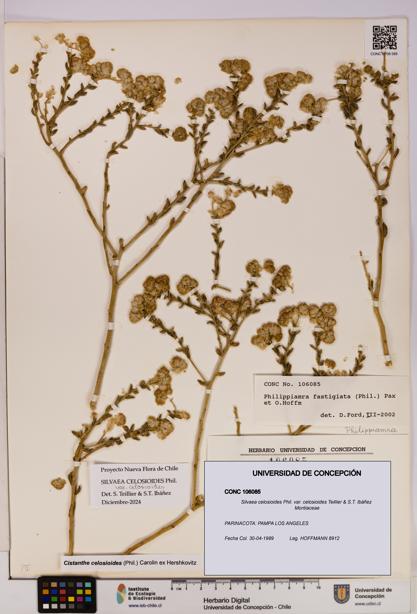 Silvaea celosioides var. celosioides [Espécimen: UDEC:CONC:0106085]