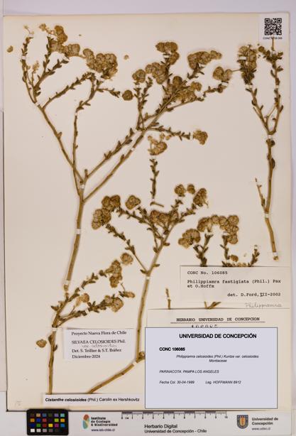 Philippiamra celosioides [Espécimen: ]