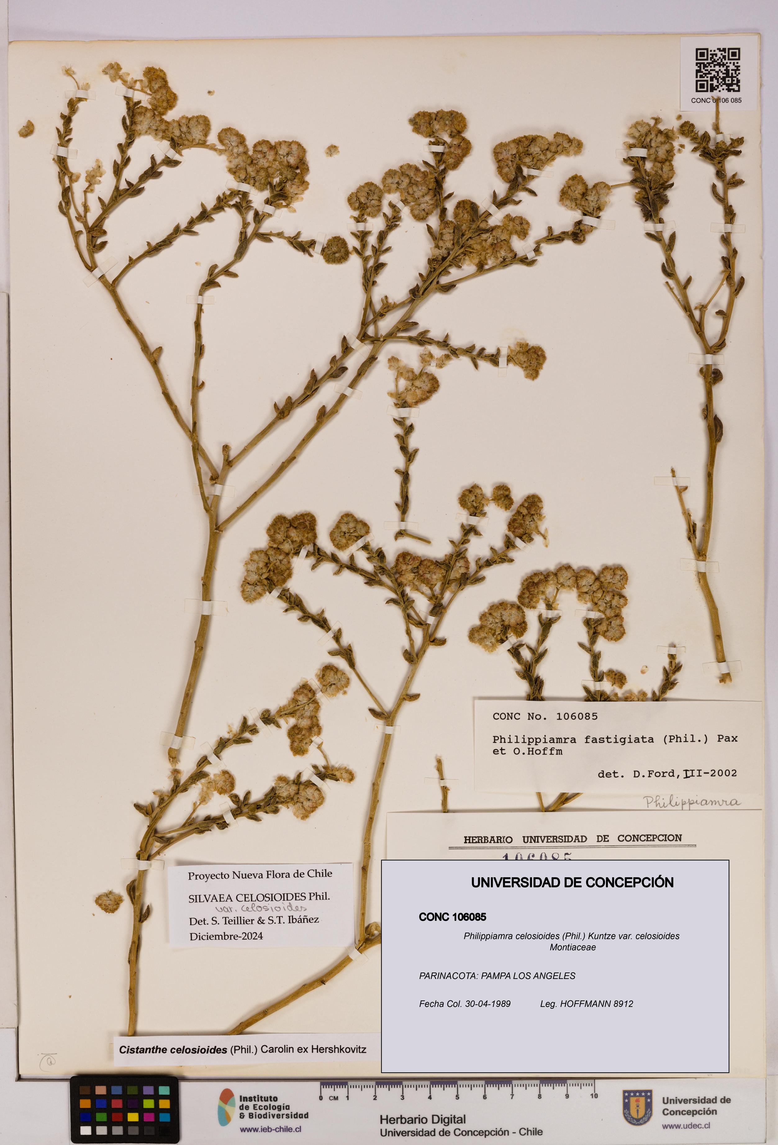 Philippiamra celosioides [Espécimen: ]