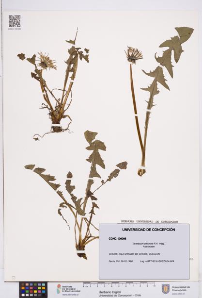 Taraxacum officinale [Espécimen: ]