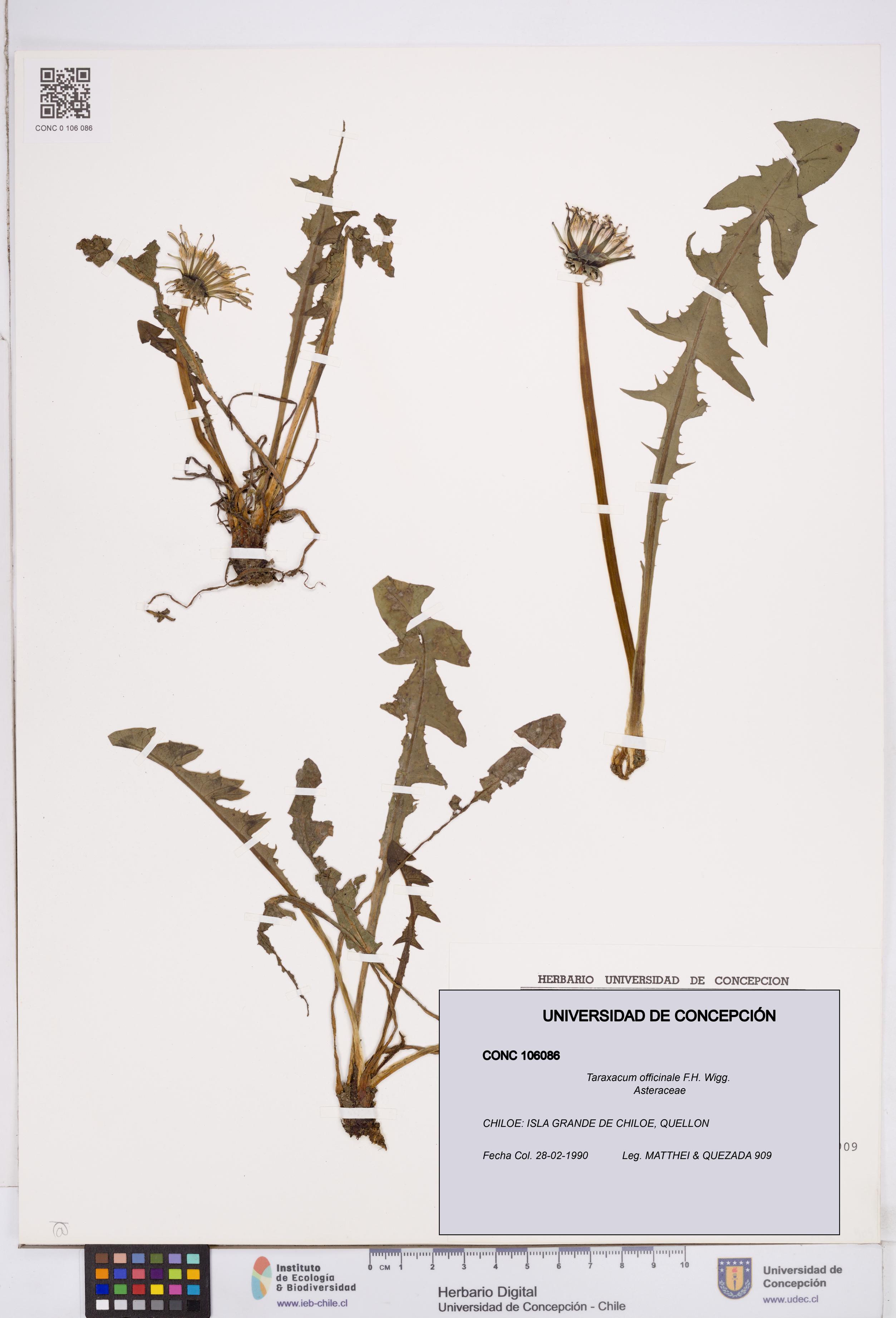 Taraxacum officinale [Espécimen: ]