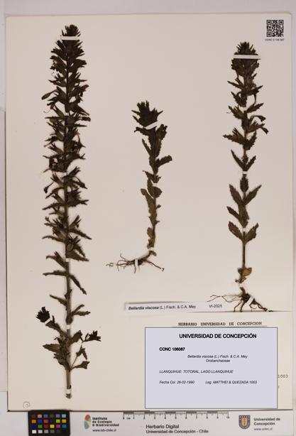 Bellardia viscosa [Espécimen: UDEC:CONC:0106087]