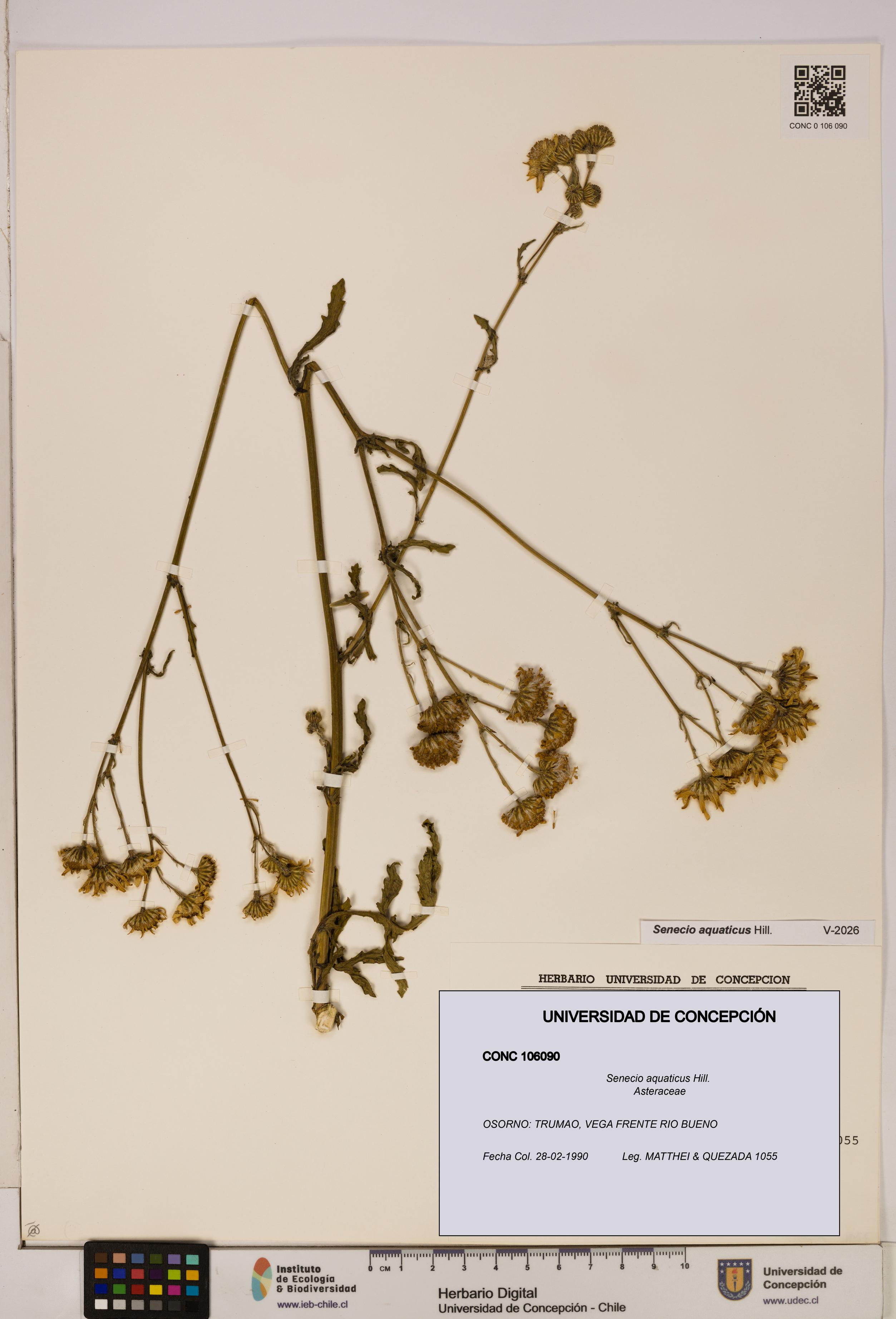 Senecio aquaticus [Espécimen: UDEC:CONC:0106090]