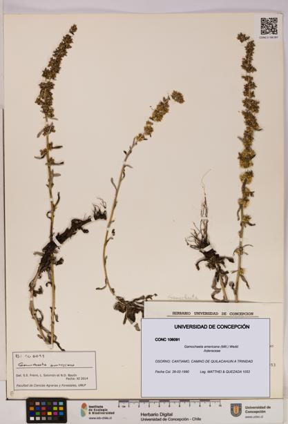 Gamochaeta americana [Espécimen: UDEC:CONC:0106091]