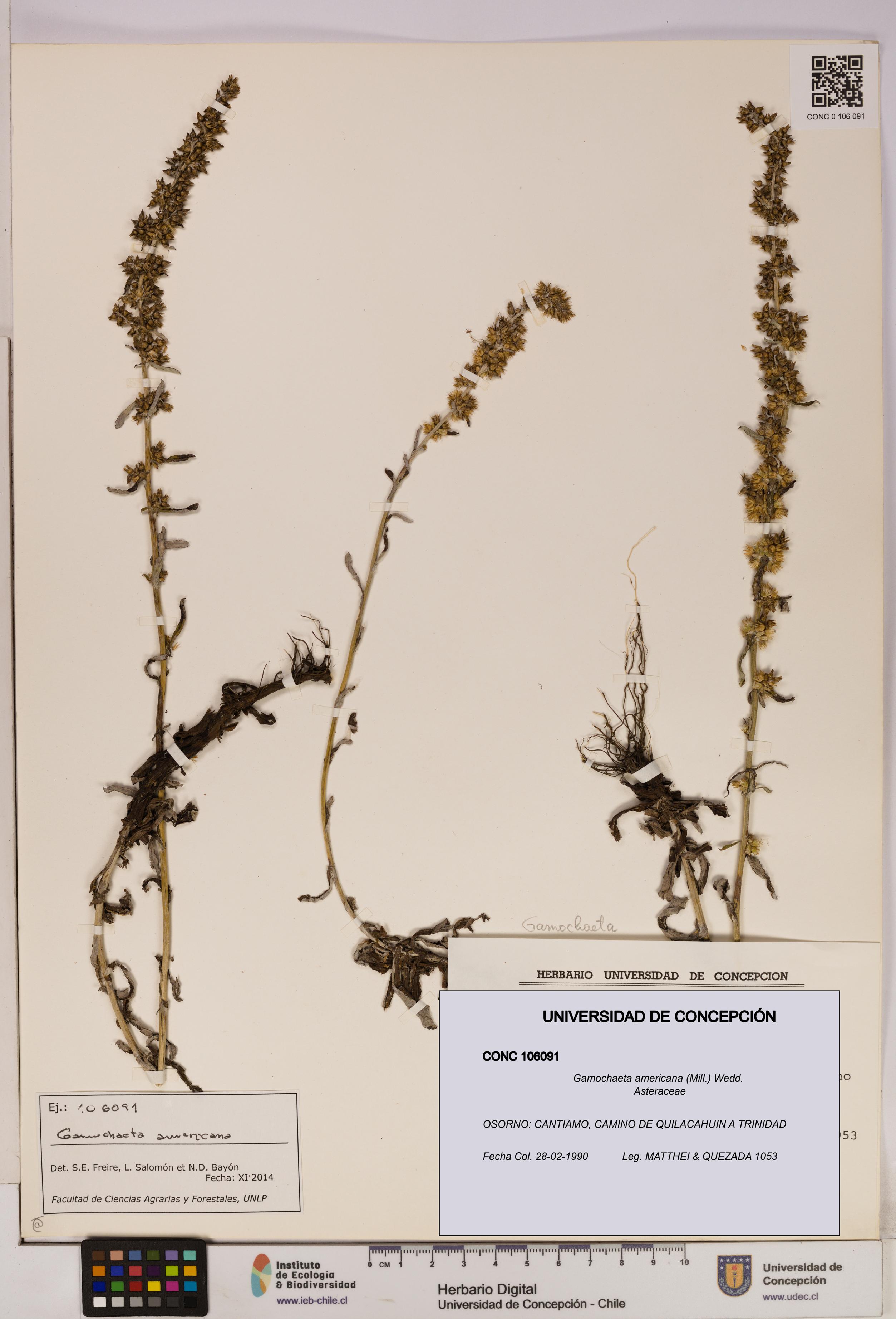 Gamochaeta americana [Espécimen: UDEC:CONC:0106091]