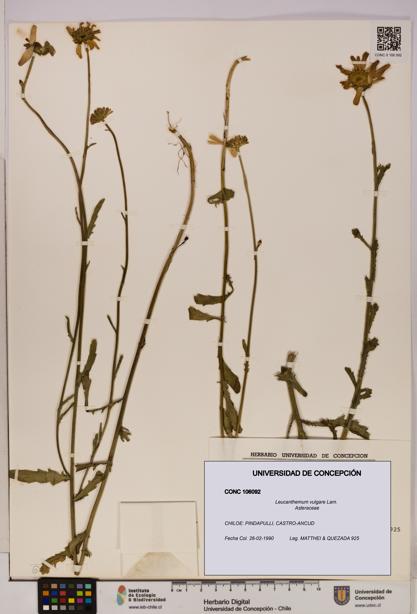 Leucanthemum vulgare [Espécimen: UDEC:CONC:0106092]