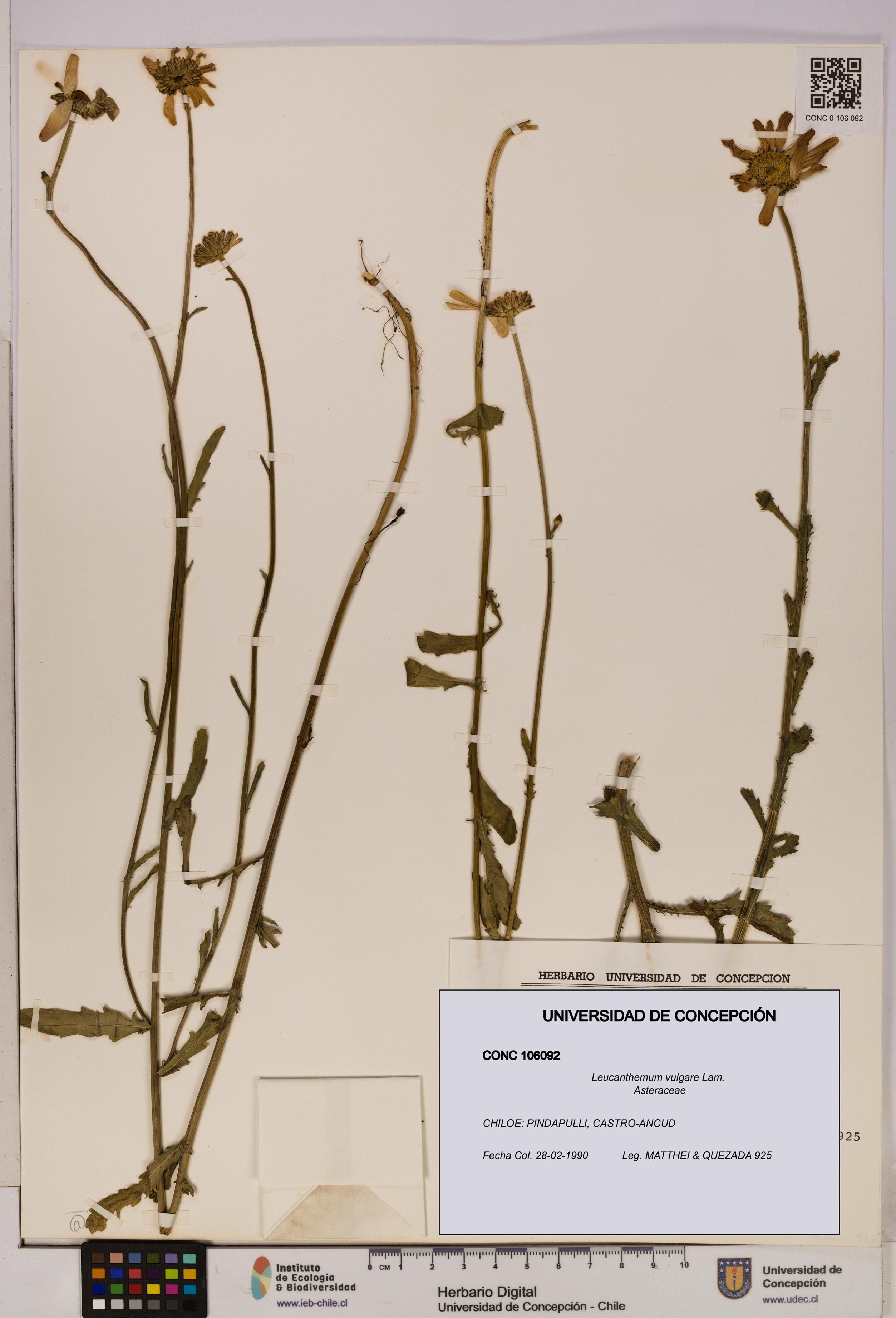Leucanthemum vulgare [Espécimen: UDEC:CONC:0106092]