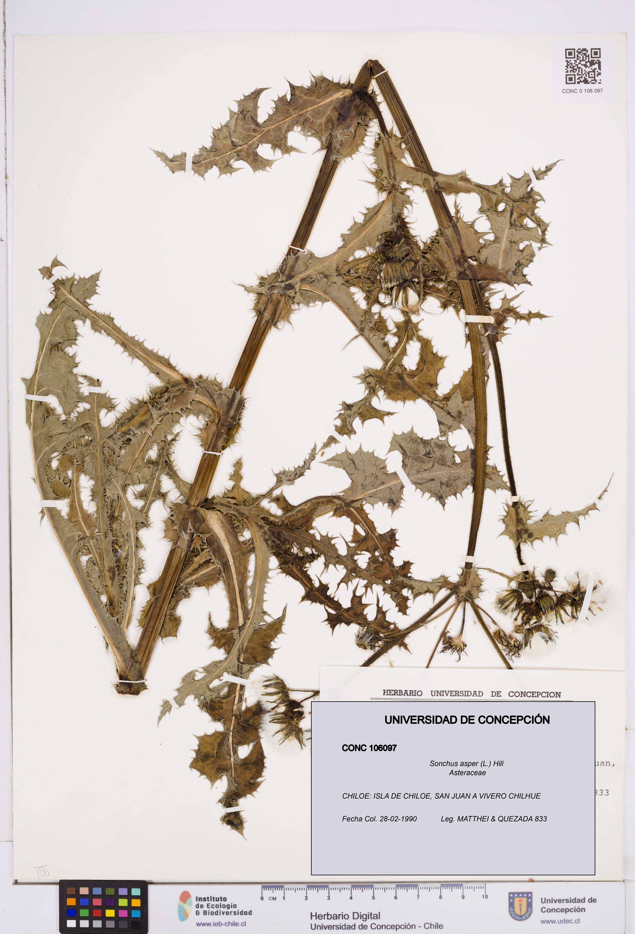 Sonchus asper [Espécimen: ]