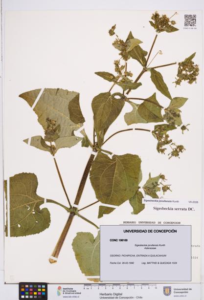 Sigesbeckia jorullensis [Espécimen: ]