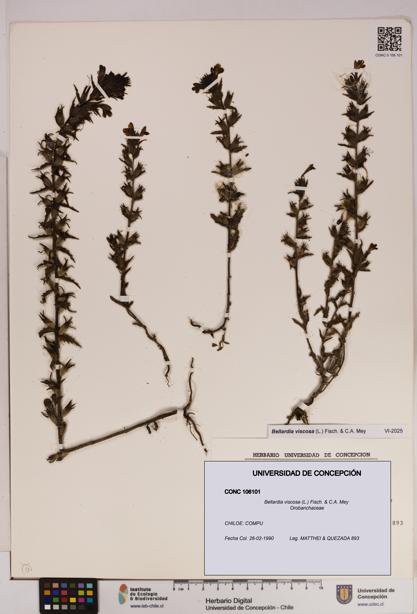 Bellardia viscosa [Espécimen: UDEC:CONC:0106101]