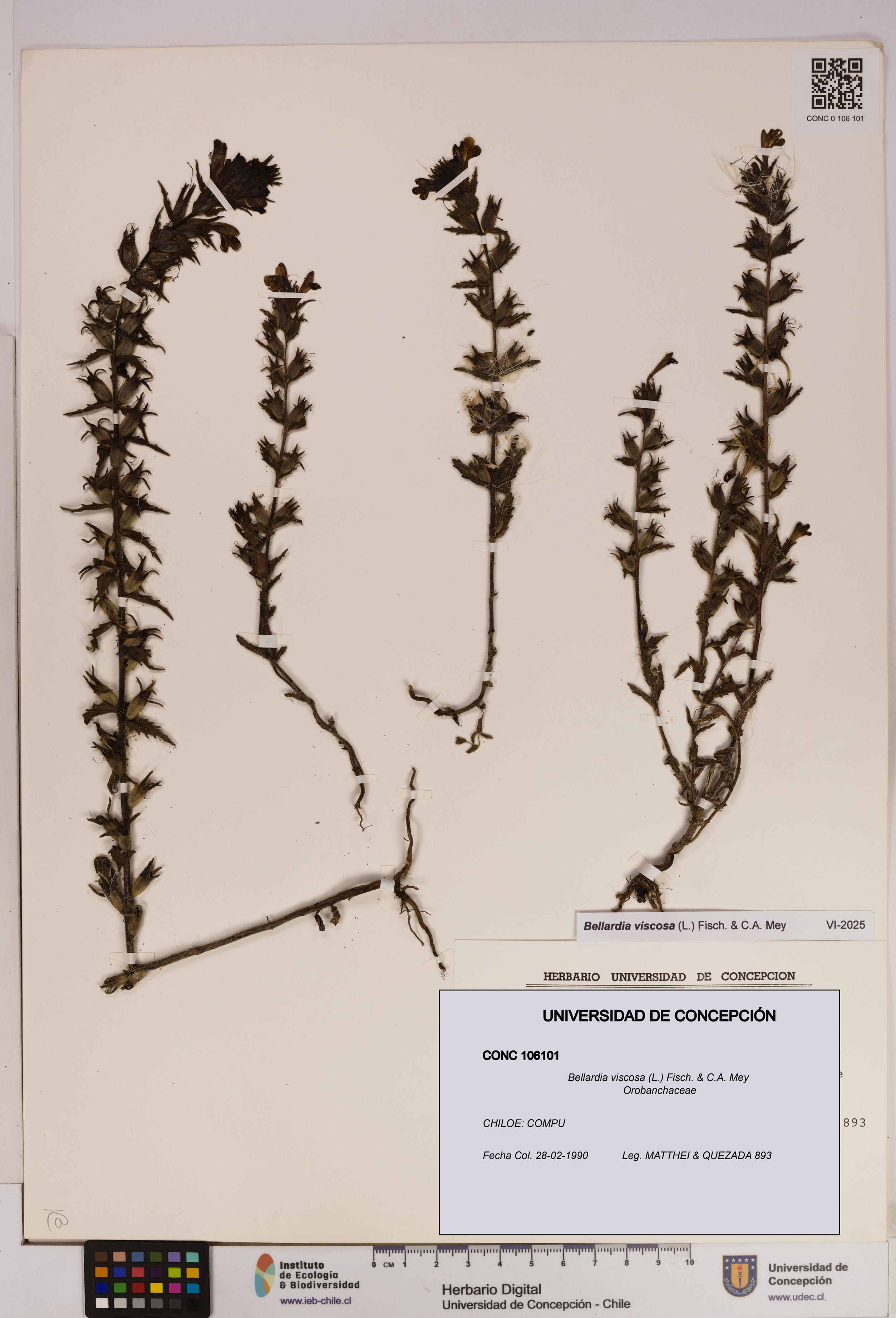 Bellardia viscosa [Espécimen: UDEC:CONC:0106101]