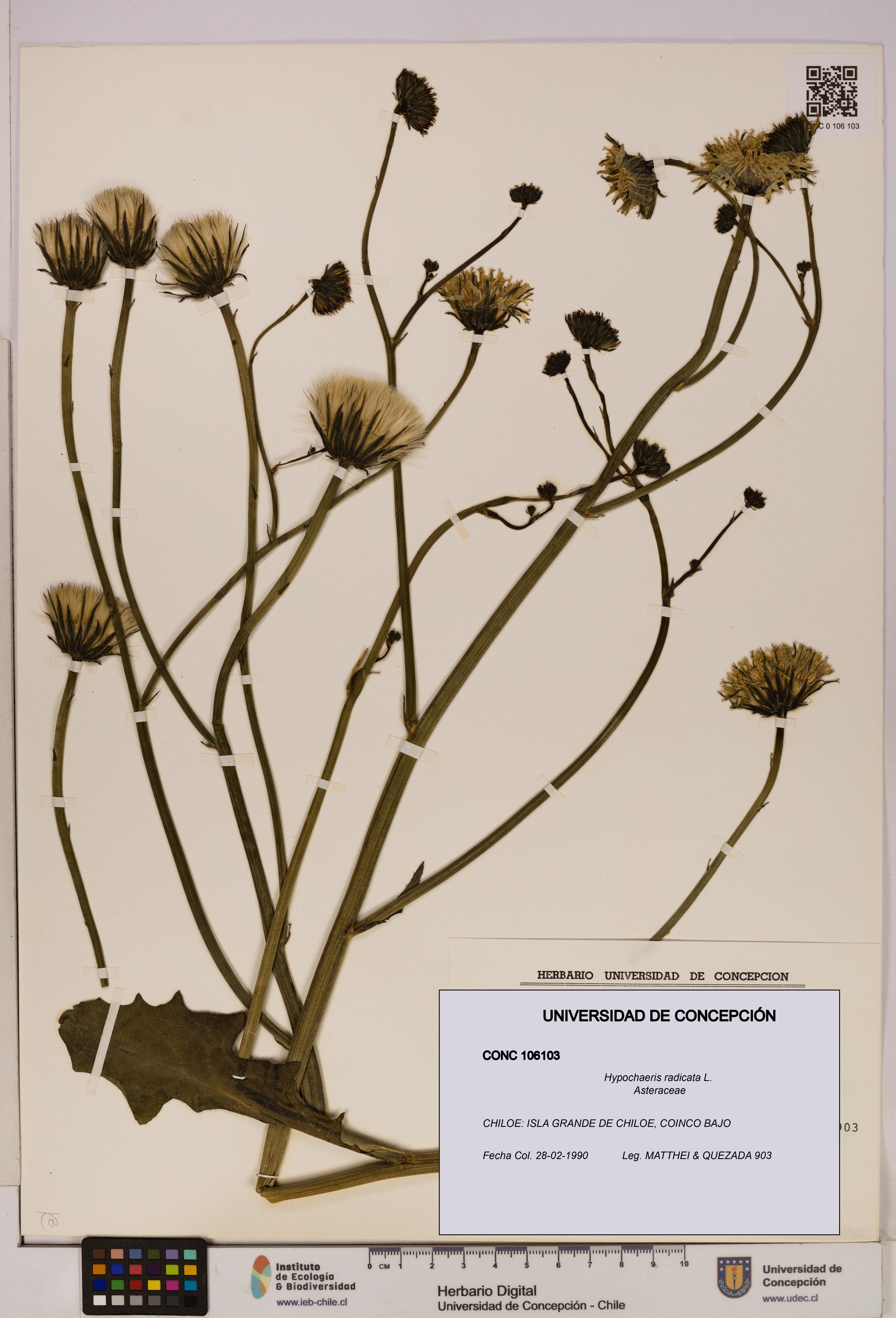 Hypochaeris radicata [Espécimen: UDEC:CONC:0106103]