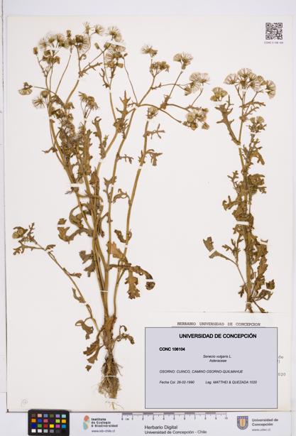 Senecio vulgaris [Espécimen: ]