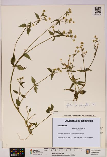 Galinsoga parviflora [Espécimen: UDEC:CONC:0106105]