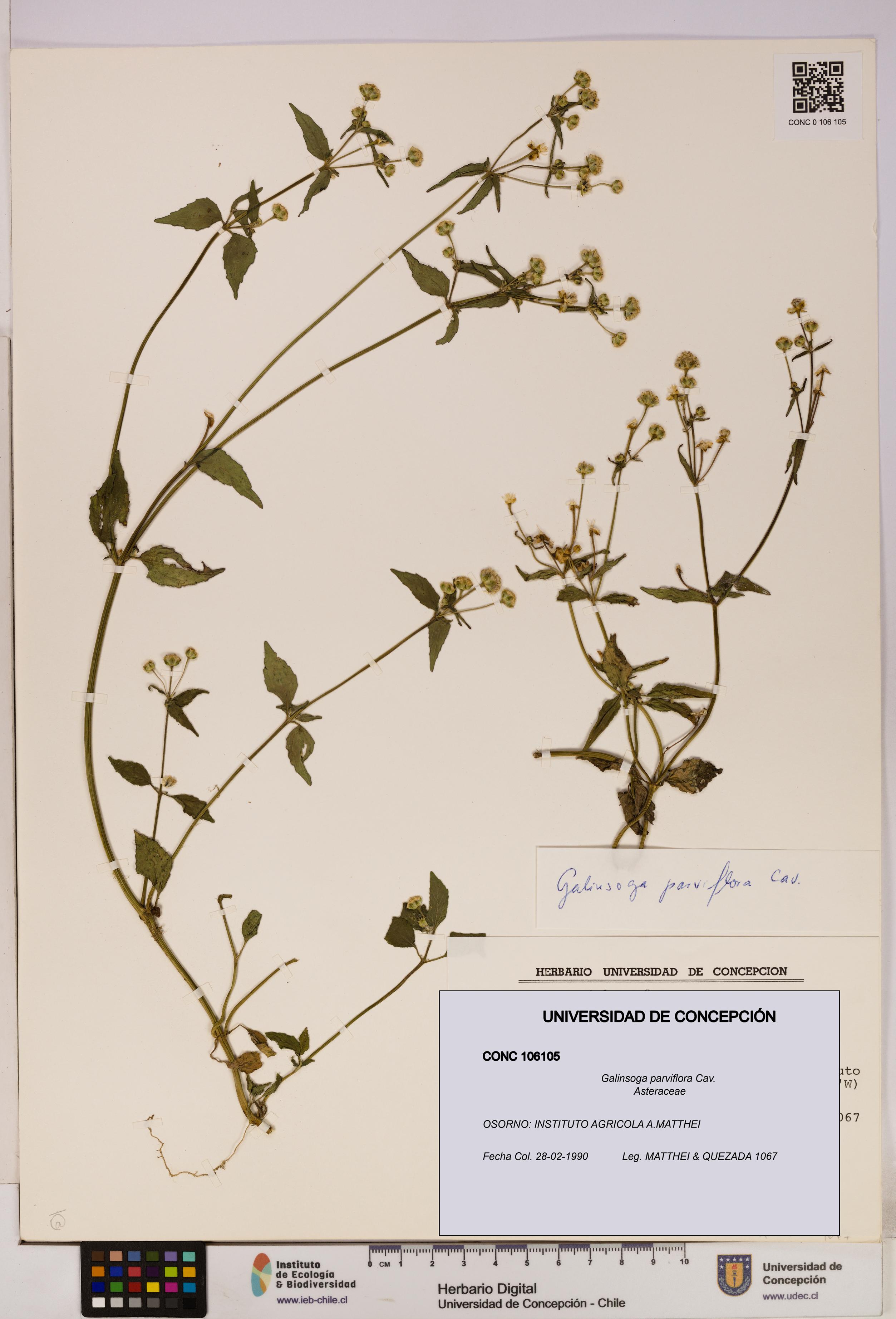 Galinsoga parviflora [Espécimen: UDEC:CONC:0106105]
