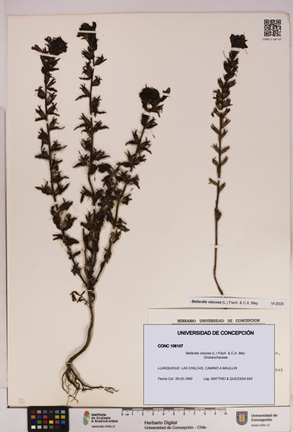 Bellardia viscosa [Espécimen: UDEC:CONC:0106107]