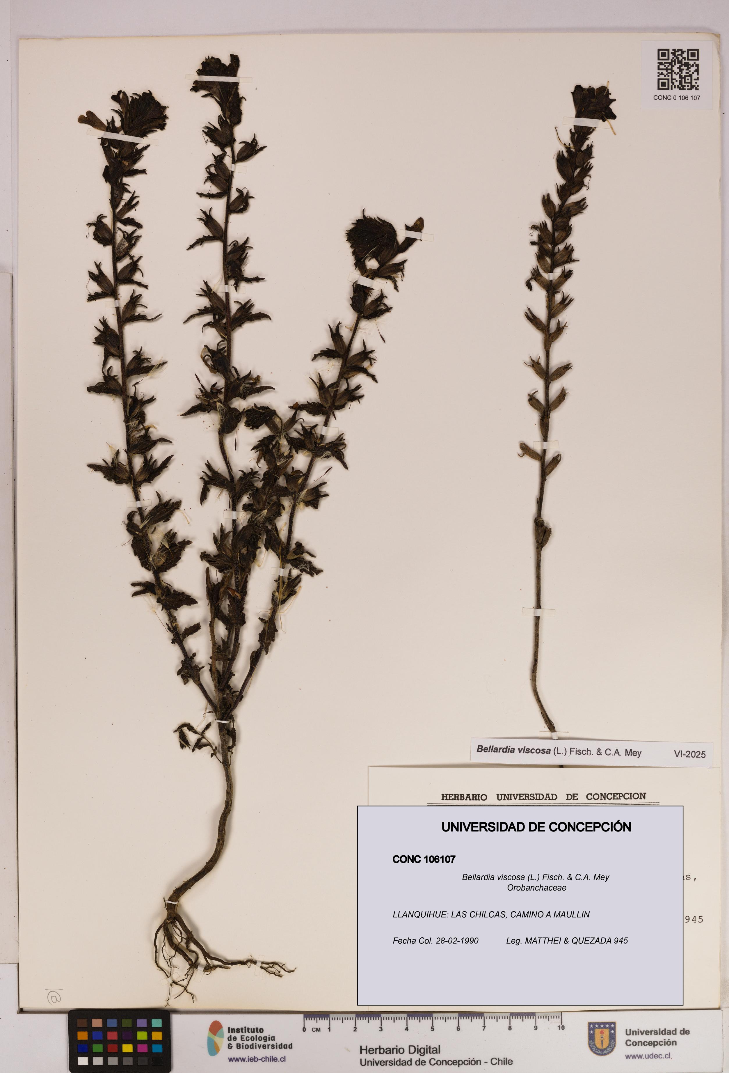 Bellardia viscosa [Espécimen: UDEC:CONC:0106107]