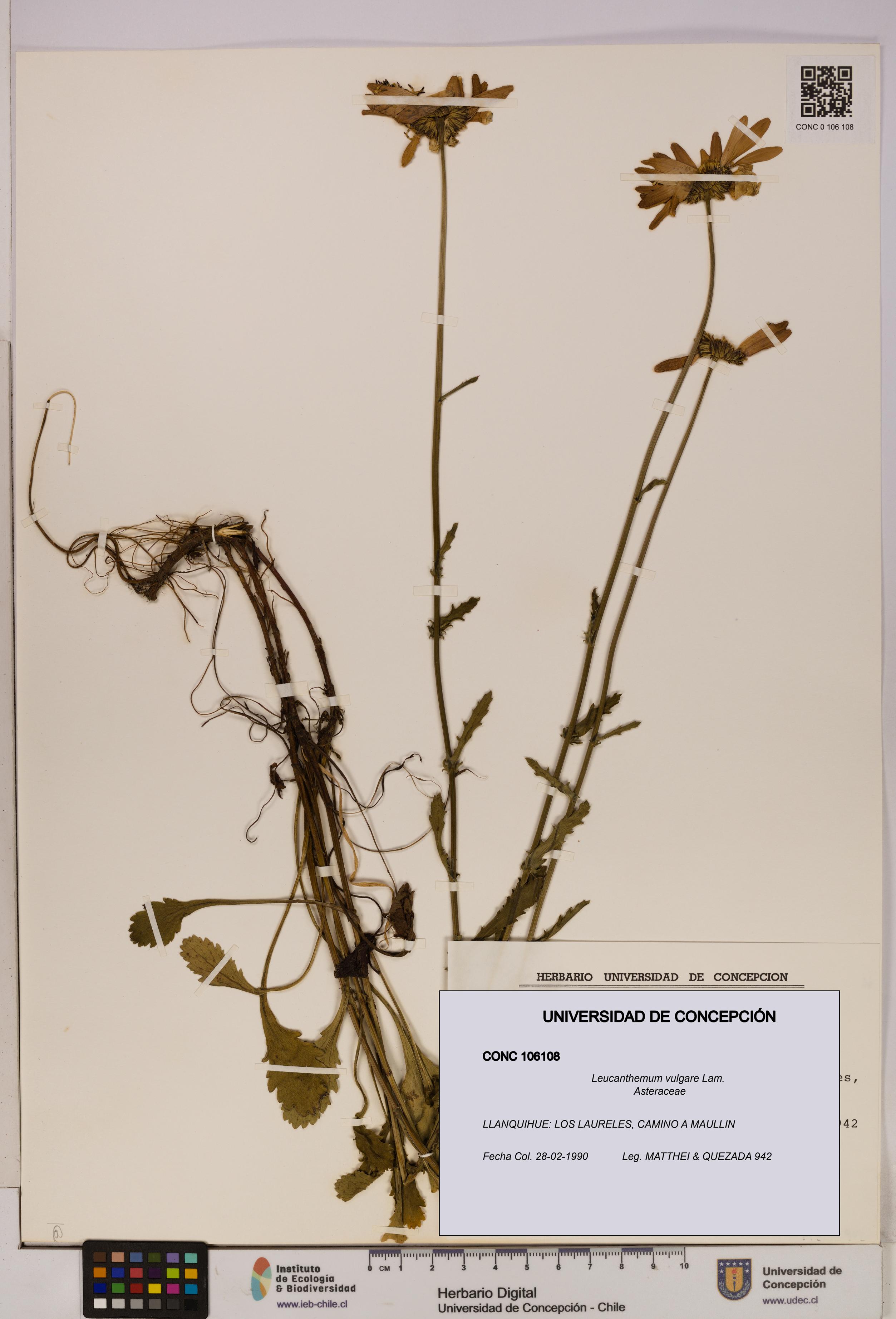 Leucanthemum vulgare [Espécimen: UDEC:CONC:0106108]