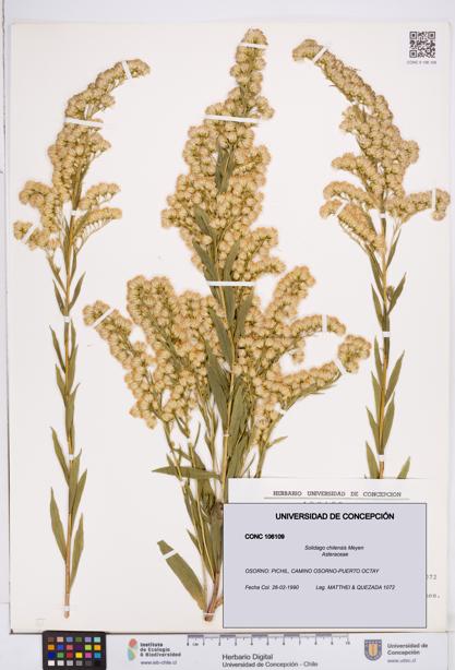 Solidago chilensis [Espécimen: ]